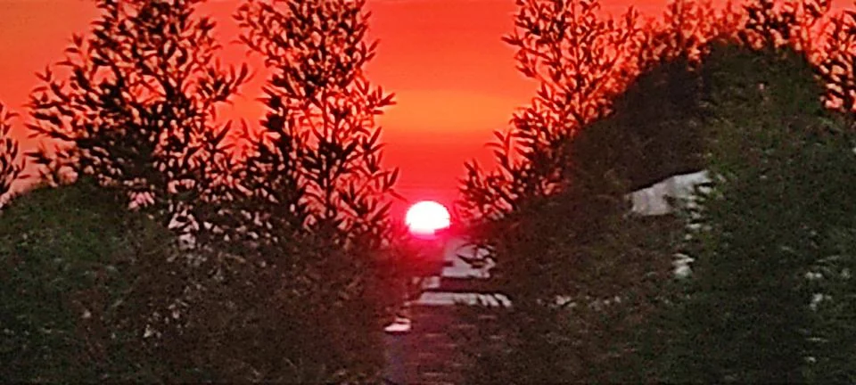 Sunset from between two trees Stock Photos