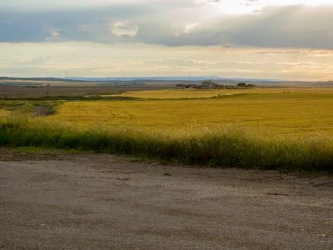 Sunset between wheat fields Stock Photos