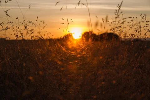 Sunset Between Wild Herbs Fotos Stock