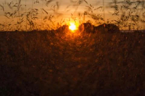 Sunset Between Wild Herbs 스톡 사진