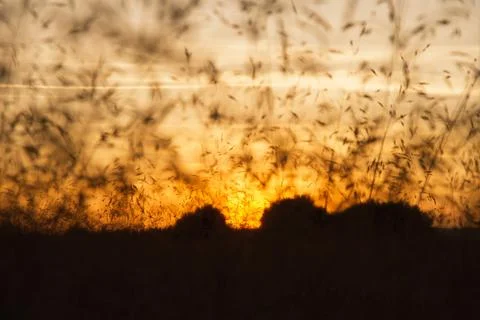 Sunset Between Wild Herbs Stock-Fotos