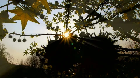 Sunset with a big old tree and some fruits. Stock Footage 62470303