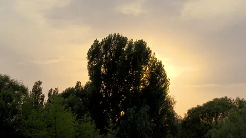 Sunset big tree evening environment dusk Stock Footage 247505717