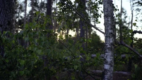 Sunset in birch forest Stock Footage 136919449