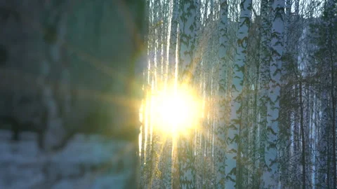 Sunset in birch grove Stock Footage 107527312