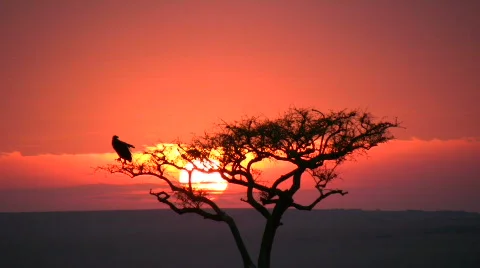 Sunset with a bird on cacia tree Stock Footage