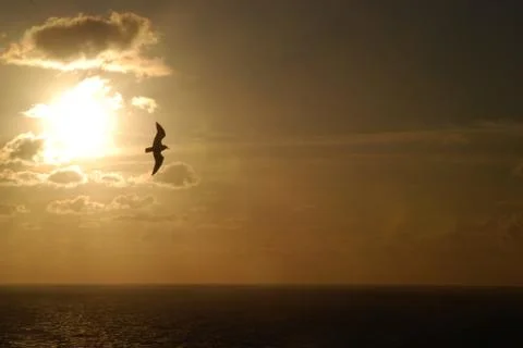 Sunset Bird Cornwall Stock Photos