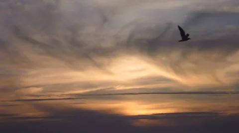 Sunset Bird Flying Away Stock Footage 38821348