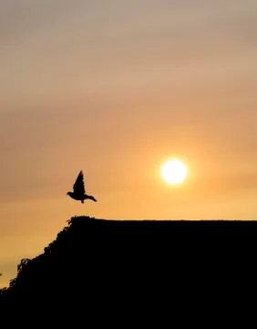 Sunset Bird Stock Photos