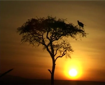 Sunset with a bird on a tree. Stock Footage 489758