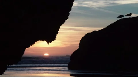 Sunset With Birds On The Beach Stock Footage