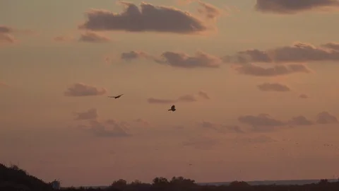 Sunset Birds dance Stock Footage 99903605