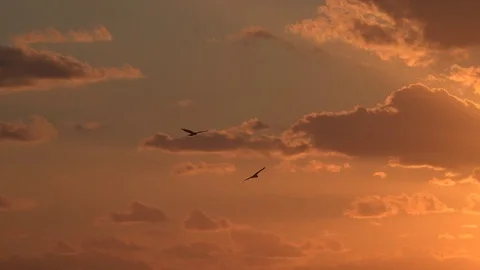 Sunset Birds dance Slow Motion Stock Footage 99904134