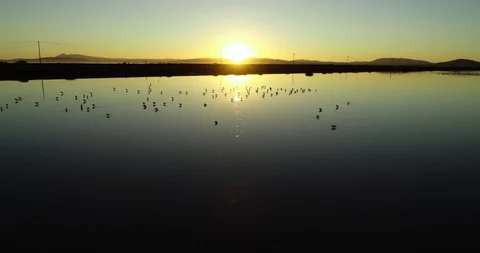 Sunset birds feeding in reflective waters next to a highway Stock Footage