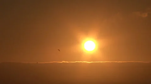 Sunset Birds Fly Above Clouds Stock Footage 40686969