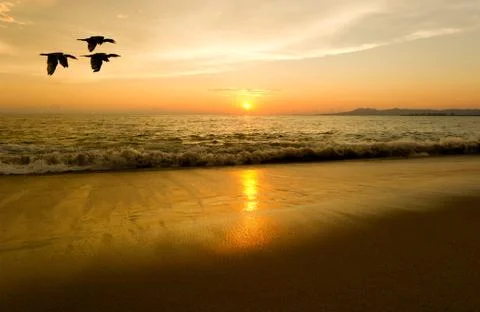 Sunset Birds Flying Stock Photos