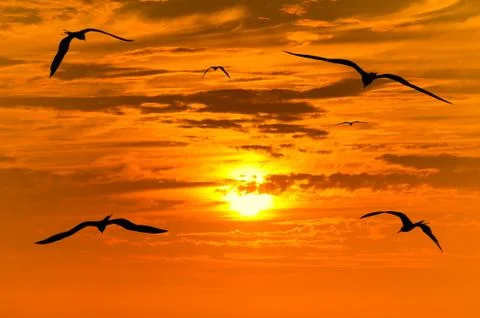 Sunset Birds Flying Stock Photos