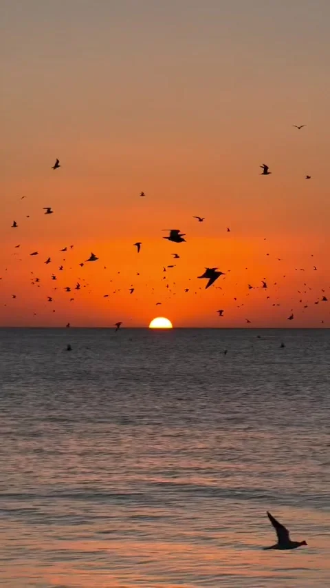 Sunset with birds flying on the seashore Stock Footage 304119044