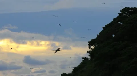 Sunset Birds Stock Footage 11303136