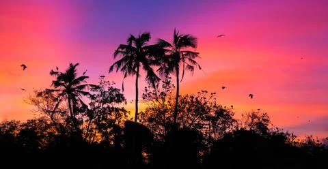 Sunset with birds Stock Photos