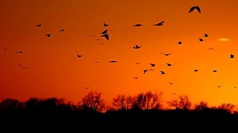 SUNSET BIRDS Stock Photos