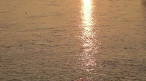 Sunset with birds at river Video stock 10702265