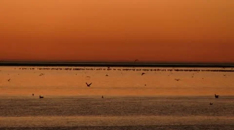 Sunset, birds at sea Stock Footage 12148409