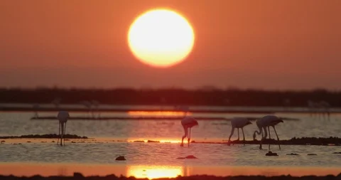 Sunset birds in slow motion. Stock Footage 86262225