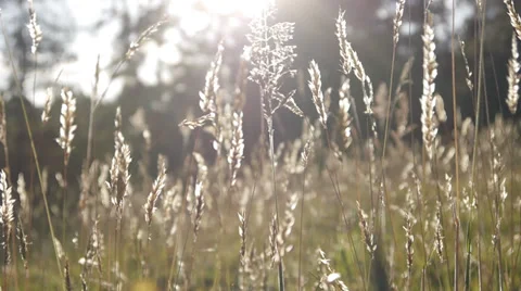 Sunset blades of grass Stock Footage 30336120