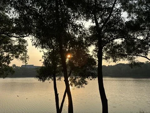 Sunset blocked by tree trunks with a lake and forest in the background Stock Photos