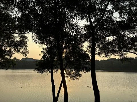 Sunset blocked by tree trunks with a lake and forest in the background Stock Photos