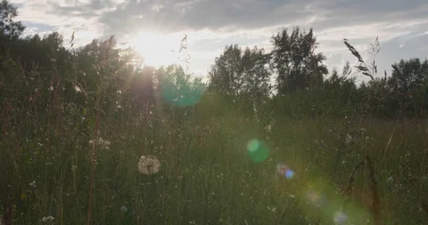 Sunset blooming popplar forest through dandelions and grass Stock Footage 130011742
