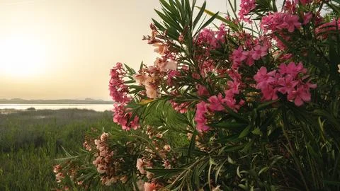 Sunset Blooms Stock Photos