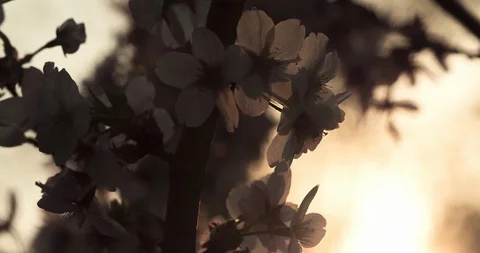 Sunset Blossom - Macro Timelapse Stock Footage 128957645