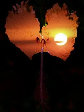"Sunset Blossom" Stock Photos