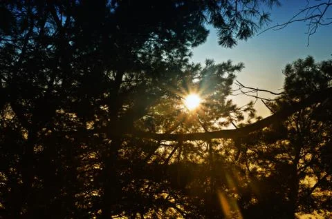 Sunset blue sky ray of sun in forest Stock Photos
