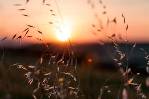 Sunset blur through blades of grass waving in the wind in Toscana, Italy Foto stock
