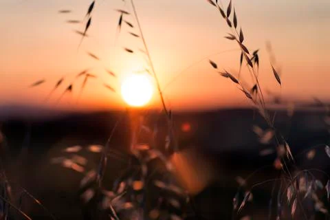 Sunset blur through blades of grass waving in the wind in Toscana, Italy Foto stock
