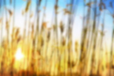 Sunset blurred background dry cane at sunset blurred background Copyright:... Stock Photos