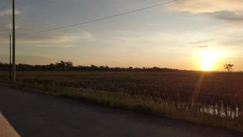 Sunset on board with rice field Stock Footage 239713271