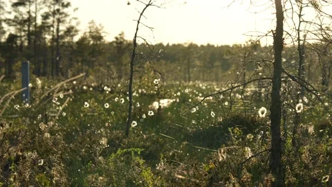 Sunset in bog 스톡 동영상 200753047