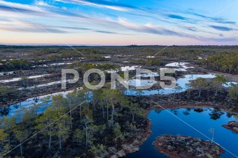 Sunset in the bog, golden marsh, lakes and nature environment. Sundown evenin Stock Photos