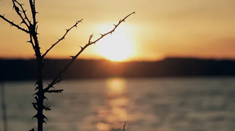 Sunset with branch in foreground Video stock 34357407