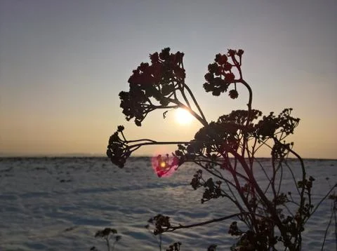 Sunset Branch Stock Photos