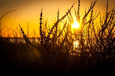 Sunset Branches Stock Photos