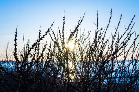 Sunset Branches Stock Photos