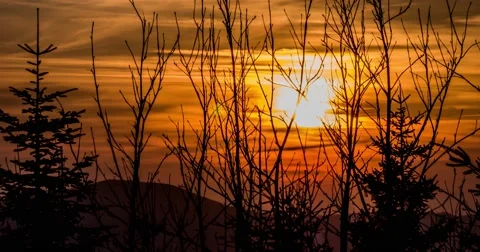 Sunset Branches Timelapse 4k Stock Footage 61814581