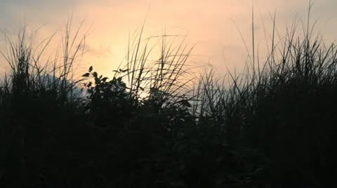 Sunset Breeze Video stock 11806811
