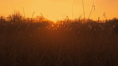 Sunset of bright orange sun through growing reeds. Video stock 266978956