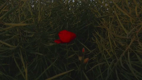 Sunset in a bright red field in an open field Stock Footage 245051469